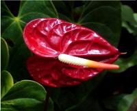 Anthurium - Floral Delights - Bolingbrook, Illinois