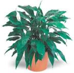 Peace Lily - Floral Delights - Bolingbrook, Illinois