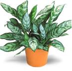 Chinese Evergreen - Floral Delights - Bolingbrook, Illinois