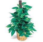 Golden Pothos - Floral Delights - Bolingbrook, Illinois