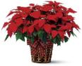 Poinsettia - Floral Delights - Bolingbrook, Illinois
